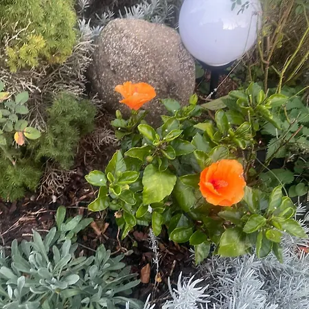 Appartement Stilvolle 90qm Mit Wintergarten